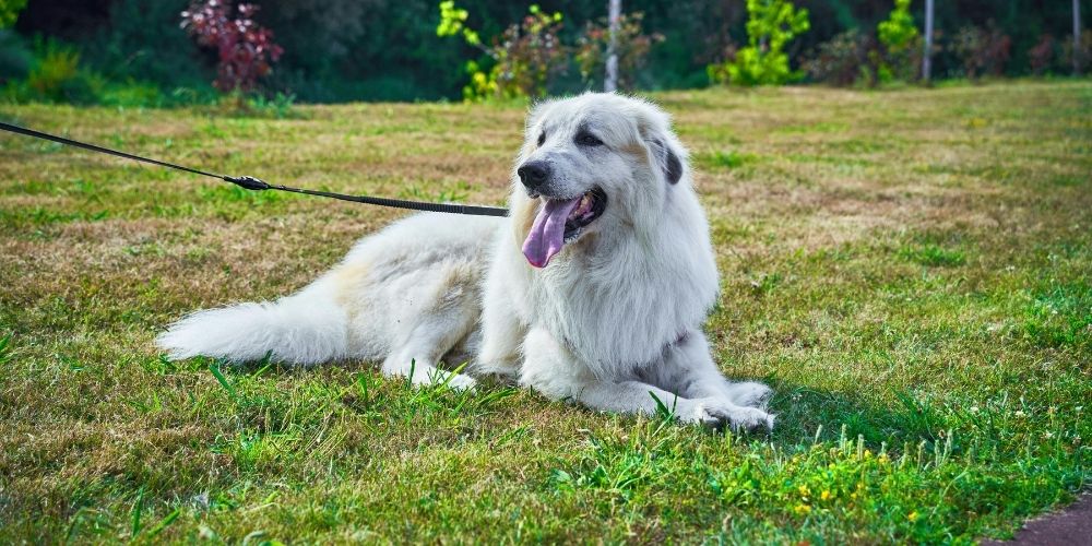 Wie Sie den richtigen Kausnack für Ihren Hund auswählen